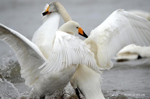 Whooper swans frolic on a wetland in Rongcheng City, east China's Shandong Province, Feb. 2, 2013. Thousands of whooper swans flying from Siberia and Lake Baikal chose to spend winter in Rongcheng thanks to its comfortable ecological environment. (Xinhua/Li Ziheng)  