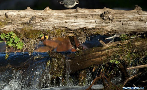 A bird stands on a log bridge across the river on the Narat Grasslands in Xinyuan county, northwest China's Xinjiang Uyghur Autonomous Region, August 21, 2012. Photo: Xinhua