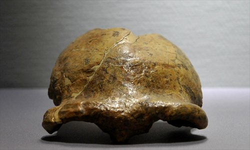 A cranium of Peking Man (replica) presented at Zhoukoudian Relics Site Museum Photo: CFP