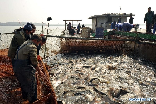 People fish on the Junshan Lake in Jinxian County, east China's Jiangxi Province, Jan. 10, 2013. The winter fish harvest of the lake began on Thursday and more than 60,000 kilograms of fish were caught on the first day. (Xinhua/Wan Chaohui)  