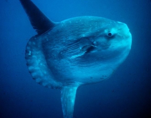 Masturus lanceolatus(Photo source:gmw.cn)