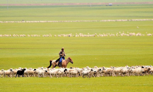 Photo taken on July 23, 2012 shows flocks of sheep at New Barag Left Banner Grassland, north China's Inner Mongolia Autonomous Region. With a beautiful scenery, New Barag Left Banner Grassland attracts a large amount of visitors in summer. Photo: Xinhua