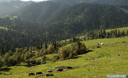 A flock of cattle feed on the Narat Grasslands in Xinyuan county, northwest China's Xinjiang Uyghur Autonomous Region, August 22, 2012. Photo: Xinhua