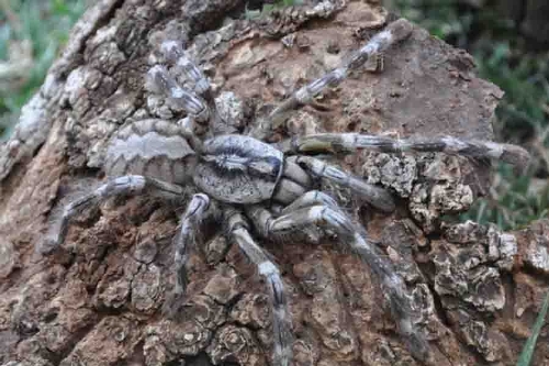 Tarentula found in Sri Lanka(Photo source:gmw.cn)