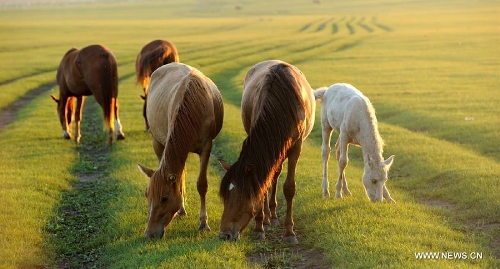 horses in north china"s inner mongolia