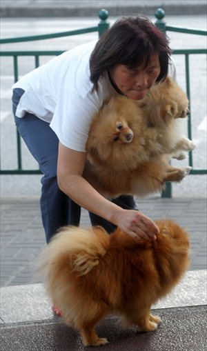 A woman struggles to take three dogs for a walk. There are an estimated 600,000 dogs in Shanghai, more than 402,000 of which have been vaccinated since last May. Photo: Xinhua