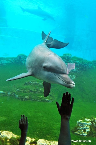 People visit the Resorts World Sentosa's S.E.A Aquarium in Singapore, April 9, 2013. The aquarium, is the official record holder of the two Guinness World Records - for the world's largest aquarium and for the world's largest acrylic panel in its Ocean Gallery, according to the announcement of the Resorts World Sentosa. (Xinhua/Then Chih Wey) 