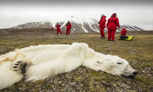 The skin and bones of a male polar bear, believed to have 
starved to death, were discovered in Svalbard, Arctic Ocean 
as shown in this undated photograph. Experts claim that low 
sea-ice levels caused by climate change forced the bear to 
unsuccessfully search for food some 250 kilometers away 
from its normal hunting grounds. Photo: CFP