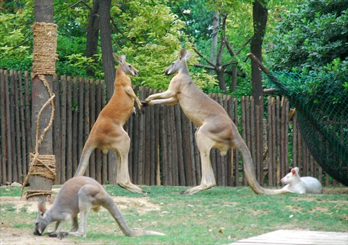 Kangaroos in Zhengzhou Zoo in Zhengzhou, Central China's Henan Province Photo: IC