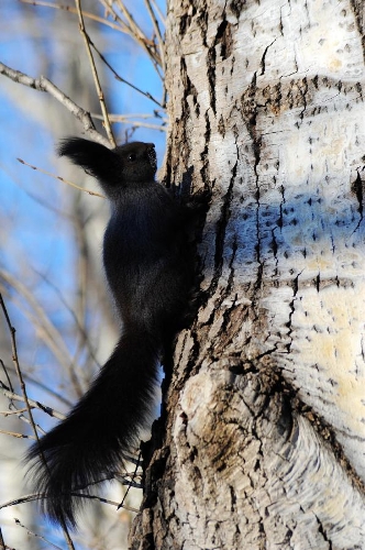 A grey squirrel plays at a botanical garden in Heihe City, northeast China's Heilongjiang Province, Jan. 12, 2013. The improved environment in Heihe offered wildlife a good place to live. (Xinhua/Qiu Qilong) 