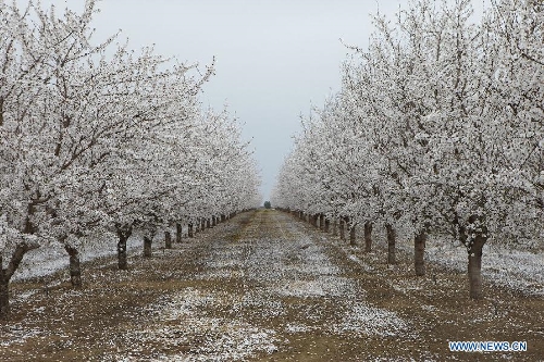 Undated file photo shows the flowering almond trees on a farm in Modesto, California, the United States. In the U.S., almonds production is mainly concentrated in California with an output of 916,000 tons in 2011/12, about 11 percent of which were exported to China. (Xinhua) 