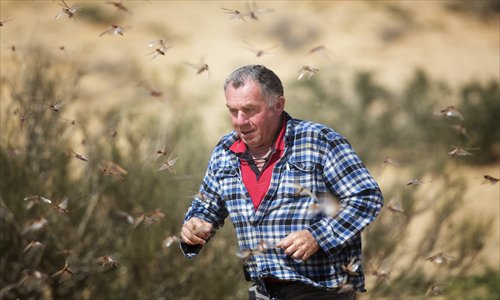 A man runs amid a swarm of locusts on Wednesday in the Israeli village of Kmehin in the Negev Desert near the Egyptian border. According to the UN Food and Agriculture Organization, a swarm of tens of millions of locusts that has overtaken Egyptian desert land over the past few days is heading to the Gaza Strip, Israel and Jordan. Photo: AFP