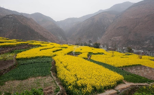 Photo taken on March 2, 2013 shows the blooming rape flowers in Hanyuan County, southwest China's Sichuan Province. (Xinhua/Jiang Hongjing)  