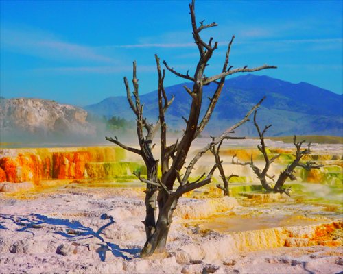 Hearty little trees live among the vibrant colors of Mammoth Hot Springs.Photo: D. Gregory Tobey