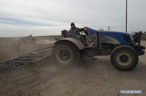 A worker labours in the field on an almond farm in Modesto, California, the United States, on March 19, 2013. In the U.S., almonds production is mainly concentrated in California with an output of 916,000 tons in 2011/12, about 11 percent of which were exported to China. (Xinhua/Yang Lei) 