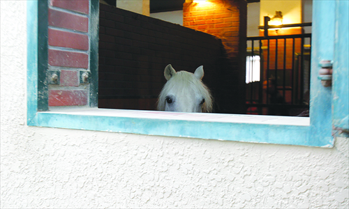 Horse ownership has soared in China over the past decade, although standards in equine care haven't developed at a similar pace. Photo: CFP