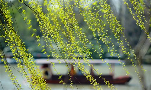 Here comes Chunfen.
Photo: CFP