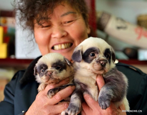 Owner Ye Qunying shows puppies looking like panda at her home in Yancheng City, east China&#39;s Jiangsu Province. A dog with dark fur gave birth to 6 puppies ... - b91d2f1d-da1d-44e8-bae7-932abdf2f492