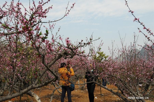 Visitors take photo of peach blossom in Dingxiao Town of Xingyi City, southwest China's Guizhou Province, March 9, 2013. (Xinhua/Chen Yunzhen) 