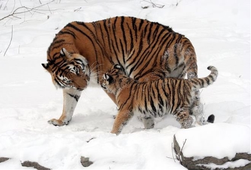 Manchurian tiger(Photo source:gmw.cn)