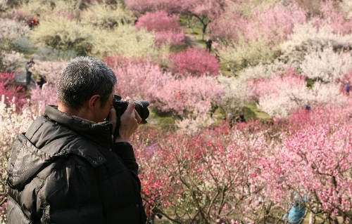 A man takes photos of the plum blossom at the Gulin Park in Nanjing, capital of east China's Jiangsu Province, March 2, 2013. (Xinhua/Wang Xin)  