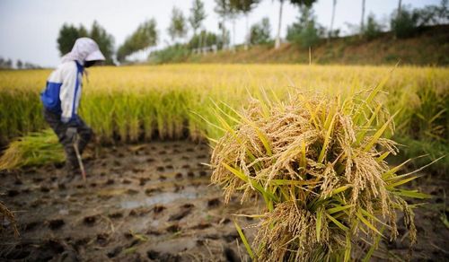 A farmer harvests rice in Tongsheng Village of Tonghua city, Northeast China's Jilin Province, September 25, 2012. Photo: Xinhua