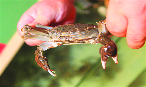 A salesperson holds a crab that will be sold at an outlet in Fuzhou, Fujian Province, Tuesday. Real hairy crabs from Jiangsu Province's Yangchenghu Lake, well-known for its quality crabs, won't go on sale until Saturday. However, fake Yangchenghu crabs have already hit the market, xinhuanet.com reported Wednesday, citing the Suzhou Yangchenghu Crab Association. Photo: CFP