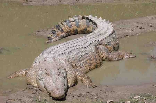 Saltwater crocodiles with 997.9kg (Photo source:gmw.cn)