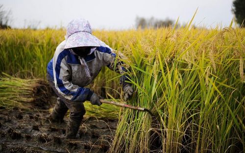 A farmer harvests rice in Tongsheng Village of Tonghua city, Northeast China's Jilin Province, September 25, 2012. Photo: Xinhua
