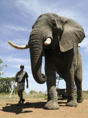 Elephant(Photo source:gmw.cn)