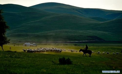 A herdsman drives sheep on the Xilin Gol grassland in North China's Inner Mongolia Autonomous Region, July 15, 2012. Photo: Xinhua