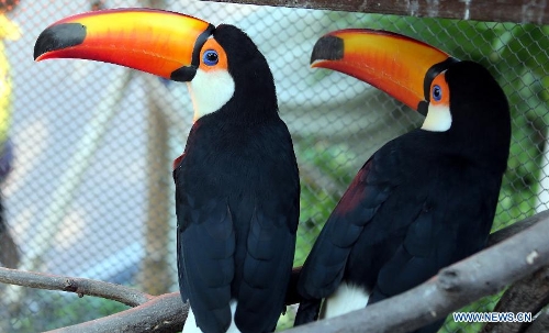 Photo taken on Jan. 10, 2013 shows the toco toucans at Ocean Park in Hong Kong, south China. (Xinhua/Li Peng)