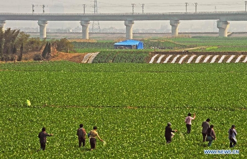  Photo taken on Feb. 25, 2013 shows people working in a farmland near the completing section of the Hangzhou-Ningbo high-speed railway in Shangyu, east China's Zhejiang Province. Designed at a top speed of 350km/h, the 150-kilometer Hangzhou-Ningbo high-speed railway linking Hangzhou and Ningbo, two hub cities in Zhejiang, will reduce the travel time to 36 minitues when it is put into operation in July 2013, as expected. (Xinhua/Tan Jin)  