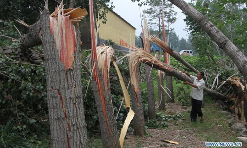 A villager looks through broken trees after cyclone in Hongyuzhuang Village of Tongjing Township in Linyi City, east China's Shangdong Province, July 31, 2012. A cyclone swept the town on Tuesday night, breaking 22 telegraph poles and damaging houses and croplands. Photo: Xinhua