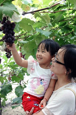 Visitors pick grapes themselves