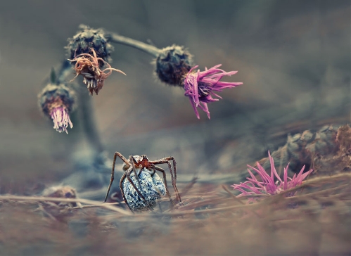 Nature & Wildlife, Krasimir Matarov, Bulgaria (Source: huanqiu.com)First place in the nature and wildlife category went to Krasimir Matarov for his picture entitled Welcome to the world of the spider.