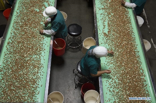 Workers sort almonds at an almond processing plant in Modesto, California, the United States, on March 19, 2013. In the U.S., almonds production is mainly concentrated in California with an output of 916,000 tons in 2011/12, about 11 percent of which were exported to China. (Xinhua/Yang Lei) 