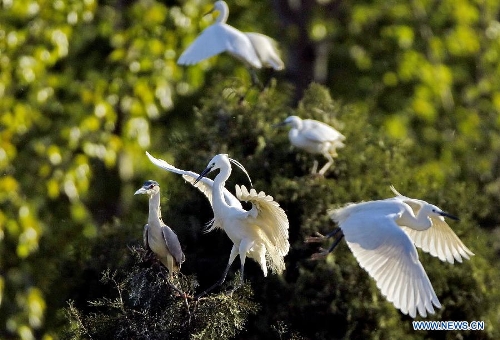 White egrets are seen at the Tianmahu scenic resort in Qinhuangdao City of north China's Hebei Province, May 5, 2013. (Xinhua/Yang Shiyao)