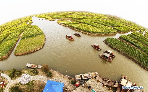 Tourists take boats to enjoy cole flowers at the Qiandao Cole Flower Scenic Spot in Ganggu Township of Xinghua City, east China's Jiangsu Province, April 3, 2013. (Xinhua/Zhou Haijun) 