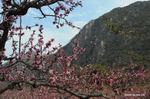 Photo taken on March 9, 2013 shows the scenery of peach blossom in Dingxiao Town of Xingyi City, southwest China's Guizhou Province. (Xinhua/Chen Yunzhen) 