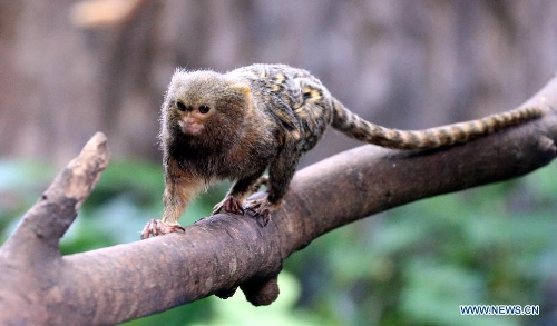 Photo taken on Jan. 10, 2013 shows a marmoset at Ocean Park in Hong Kong, south China. (Xinhua/Li Peng)