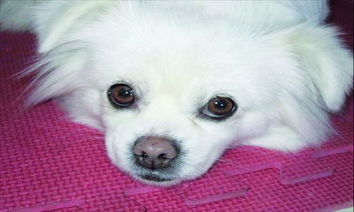 A four-year-old pet dog that died after being walked in the grass at Nadanbao community, Hebei Province on September 12. Over 40 dogs died in the community. Photo: Courtesy of a resident