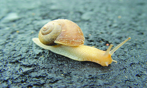 Extract of snail slime is used in skincare products. 