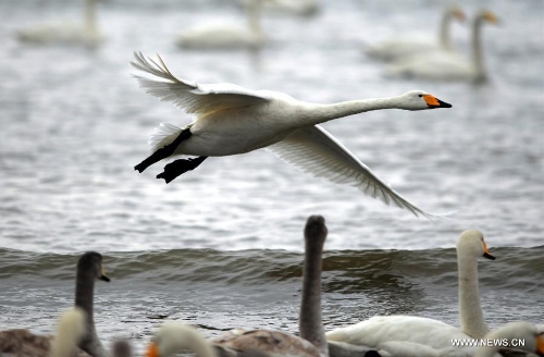 A whooper swan flies over sea surface in Rongcheng City, east China's Shandong Province, Feb. 2, 2013. Thousands of whooper swans flying from Siberia and Lake Baikal chose to spend winter in Rongcheng thanks to its comfortable ecological environment. (Xinhua/Li Ziheng)  