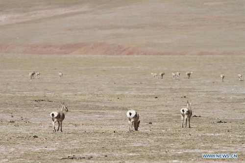 Tibetan Antelopes In Qiangtang Natural Reserve Begin Migration Global Times