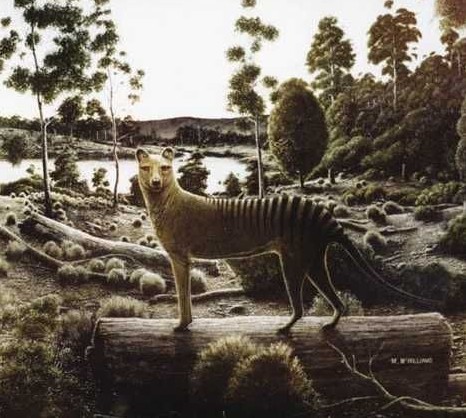 Tasmanian Tiger. Source: people.com.cn