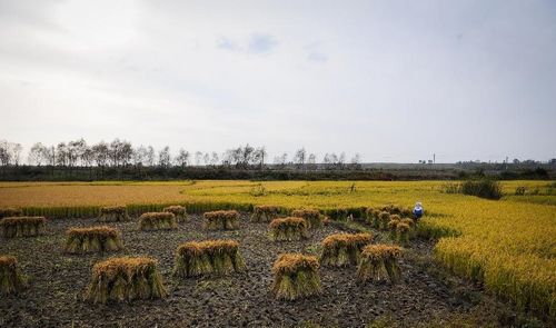 Photo taken on September 25, 2012 shows the rice for harvest in Tongsheng Village of Tonghua city, Northeast China's Jilin Province. Photo: Xinhua