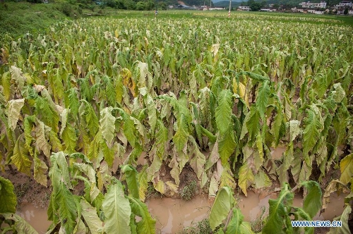  Photo taken on May 22, 2013 shows the tabacco crops damaged by the rainstorm in Haoling Village of Jiaoling County, Meizhou City, south China's Guangdong Province. Meizhou City was hit by a rainstorm on May 19, which killed one people and destoryed 951 houses, leaving 180, 000 people affected in Jiaoling County. (Xinhua/Mao Siqian) 