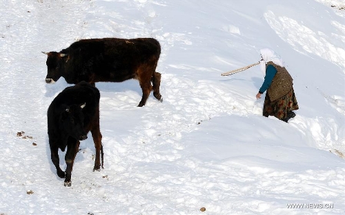 A woman herds cattles in Qagan Gol Town of Qinghe County, northwest China's Xinjiang Uygur Autonomous Region, on Jan. 8, 2013. (Xinhua/Sadat)  