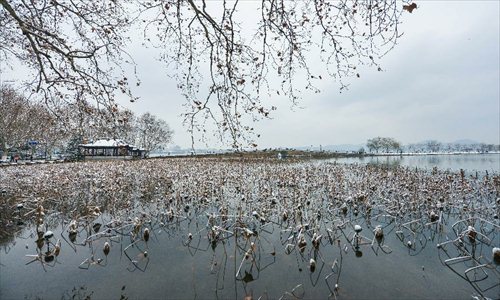 Snow covers the withered lotus in Hangzhou, capital of east China's Zhejiang Province, Feb. 8, 2013. A big range of snowfall enveloped Zhejiang Province on Friday. Photo: Xinhua